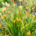 Crocosmia kaeralill (2)