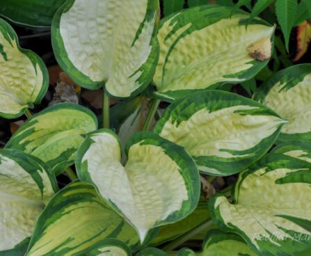 1045_4473_Hosta_Great_Expectations.jpg