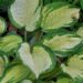 1045_4473_Hosta_Great_Expectations.jpg