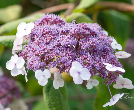 Hydrangea aspera subsp. sargentiana samethortensia (2)