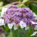 Hydrangea aspera subsp. sargentiana samethortensia (2)