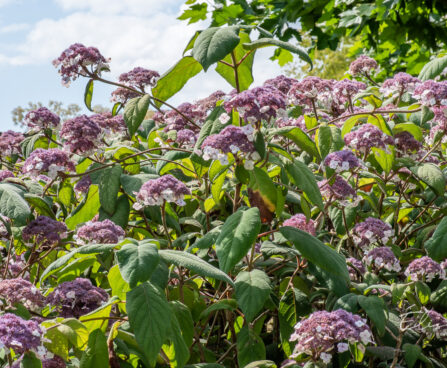 Hydrangea aspera subsp. sargentiana samethortensia (3)