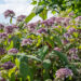 Hydrangea aspera subsp. sargentiana samethortensia (3)