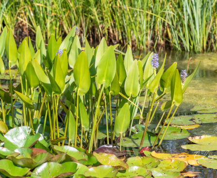 Pontederia cordata südajas pontedeeria (2)