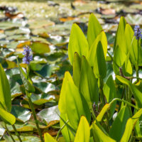 Pontederia cordata südajas pontedeeria (1)