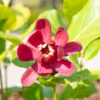 Calycanthus `Aphrodite` vürtspõõsas