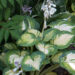 1045_6786_Hosta_Great_Expectations_.JPG