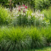 Deschampsia cespitosa, Veronicastrum virginicum `Alba` /luht-kastevars, virgiinia männasmailane