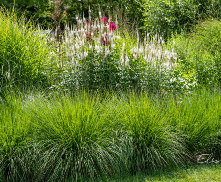 Deschampsia cespitosa, Veronicastrum virginicum `Alba` /luht-kastevars, virgiinia männasmailane