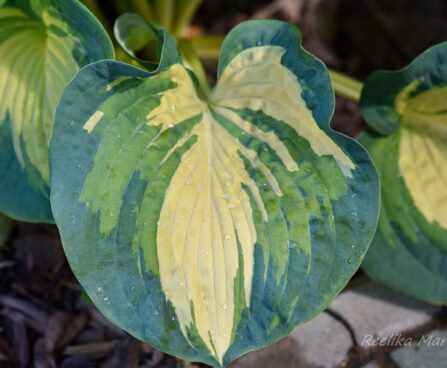 1045_7502_Hosta_Great_Expectations_.JPG