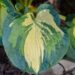 1045_7502_Hosta_Great_Expectations_.JPG