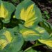 1045_7725_Hosta_Great_Expectations_.JPG