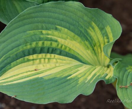 1045_8508_Hosta_Great_Expectations_.JPG