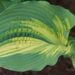 1045_8508_Hosta_Great_Expectations_.JPG