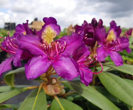 Rhododendron Marcel Menard rododendron Hoogenraad