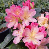 Rhododendron Percy Wiseman rododendron Hoogenraad