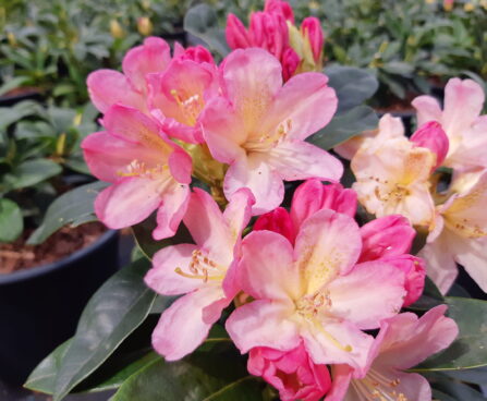 Rhododendron Percy Wiseman rododendron Hoogenraad