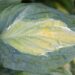 1046_7466_Hosta_Kiwi_Full_Monty_.JPG