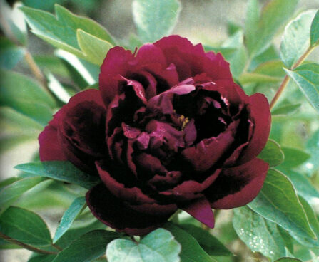 Paeonia suffruticosa black põõsaspojeng Hoogenraad