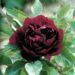Paeonia suffruticosa black põõsaspojeng Hoogenraad