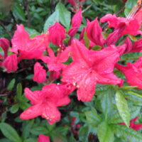 Rhododendron AK Hotspur Red rododendron Hoogenraad