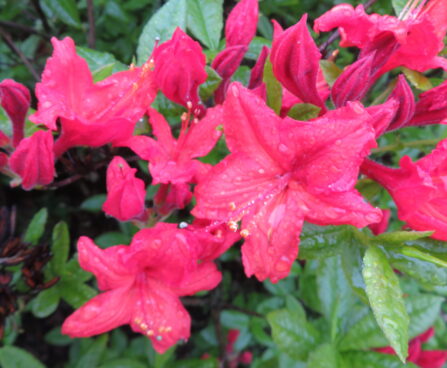 Rhododendron AK Hotspur Red rododendron Hoogenraad
