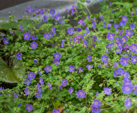 Geranium `Rozanne` kurereha