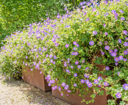 Geranium `Rozanne` kurereha (2)