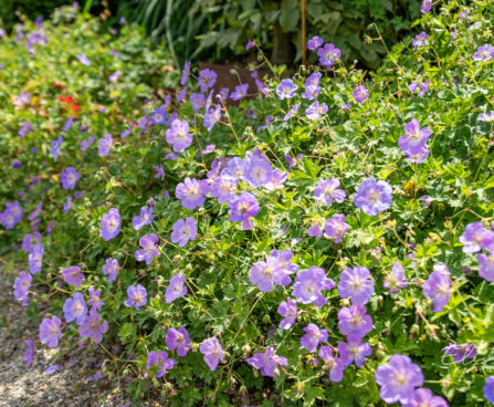 Geranium `Rozanne` kurereha (3)