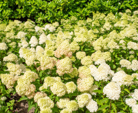 Hydrangea paniculata `Limelight` aed-hortensia