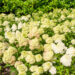 Hydrangea paniculata `Limelight` aed-hortensia