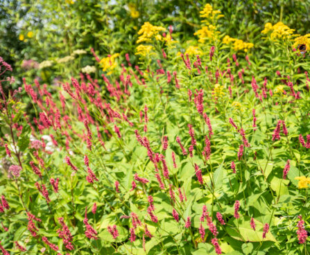 Bistorta amplexicaulis Persicaria- kirburohi