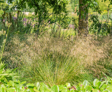 Deschampsia cespitosa luht-kastevars