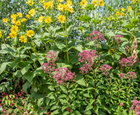 Eupatorium vesikanep