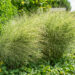 Miscanthus sinensis (1)