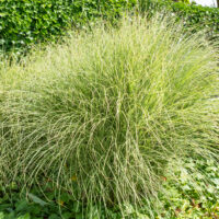 Miscanthus sinensis (2)