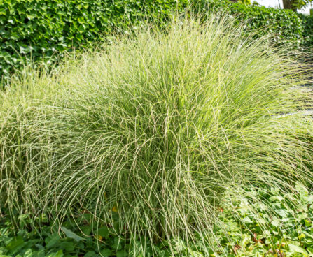 Miscanthus sinensis (2)