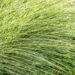 Miscanthus sinensis (3)