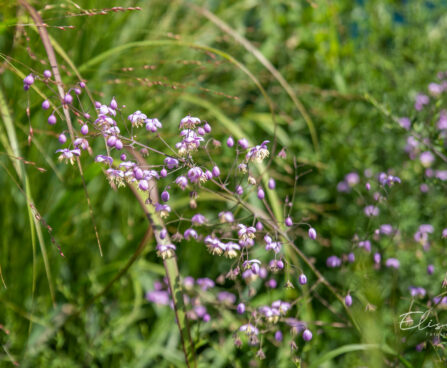 Thalictrum delavayi `Splendide` delavi ängelhein (2)