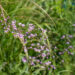 Thalictrum delavayi `Splendide` delavi ängelhein (2)