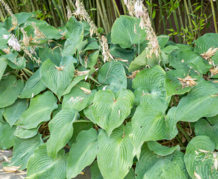 Hosta `Big Daddy`