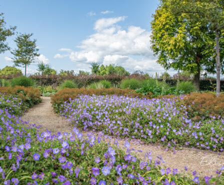 Geranium `Rozanne` kurereha (4)