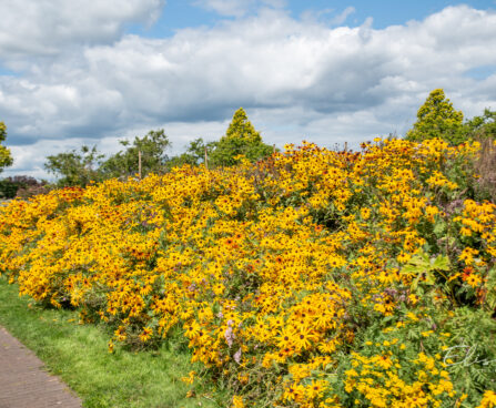 Rudbeckia fulgida `Goldsturm` särav päevakübar