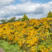 Rudbeckia fulgida `Goldsturm` särav päevakübar