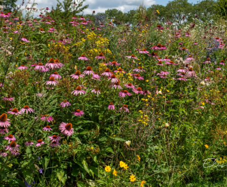 Echinacea purpurea `Magnus` purpur-siilkübar