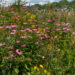 Echinacea purpurea `Magnus` purpur-siilkübar