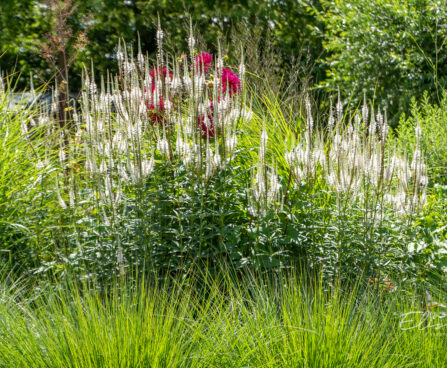 Veronicastrum virginicum `Alba` virgiinia männasmailane
