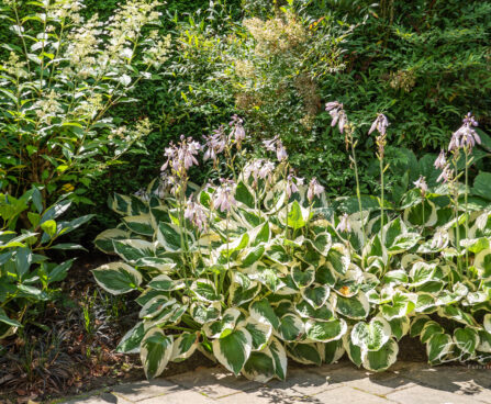 Hosta `Patriot`