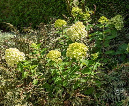 Hydrangea paniculata `Little Lime` aed-hortensia