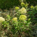 Hydrangea paniculata `Little Lime` aed-hortensia